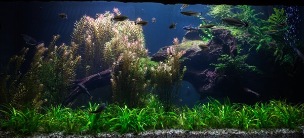 Faire un mini jardin dans un aquarium : votre havre zen à la maison